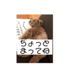我が家の愛犬チョコPart2（個別スタンプ：6）
