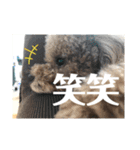 我が家の愛犬チョコPart2（個別スタンプ：7）