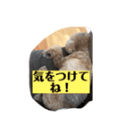 我が家の愛犬チョコPart2（個別スタンプ：8）