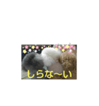 我が家ワンコ（個別スタンプ：1）