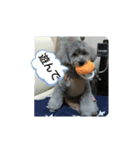 我が家ワンコ（個別スタンプ：2）