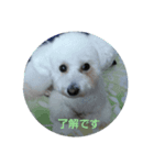 我が家ワンコ（個別スタンプ：3）