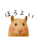 ハムスターのごうくん（個別スタンプ：1）