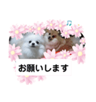 めちゃかわルルとマロン（個別スタンプ：2）