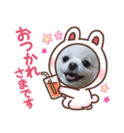 めちゃかわルルとマロン（個別スタンプ：8）