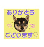 柴犬のこはるなんです〜黒柴子犬ちゃん〜①（個別スタンプ：1）