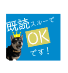 柴犬のこはるなんです〜黒柴子犬ちゃん〜①（個別スタンプ：12）