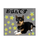 柴犬のこはるなんです〜黒柴子犬ちゃん〜①（個別スタンプ：16）