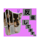 柴犬のこはるなんです〜黒柴子犬ちゃん〜①（個別スタンプ：20）