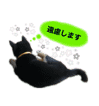 柴犬のこはるなんです〜黒柴子犬ちゃん〜①（個別スタンプ：21）