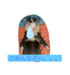 Nonのフェレットの日常スタンプー①（個別スタンプ：1）