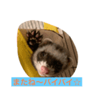 Nonのフェレットの日常スタンプー①（個別スタンプ：3）