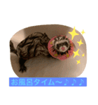 Nonのフェレットの日常スタンプー①（個別スタンプ：4）