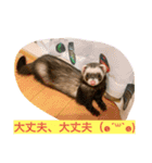 Nonのフェレットの日常スタンプー①（個別スタンプ：6）