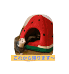 Nonのフェレットの日常スタンプー①（個別スタンプ：7）