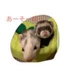 Nonのフェレットの日常スタンプー①（個別スタンプ：9）
