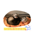 Nonのフェレットの日常スタンプー①（個別スタンプ：10）