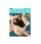 Nonのフェレットの日常スタンプー①（個別スタンプ：12）
