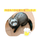 Nonのフェレットの日常スタンプー①（個別スタンプ：13）
