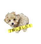 麦ちゃ〜ん（個別スタンプ：5）