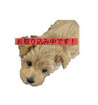 麦ちゃ〜ん（個別スタンプ：8）