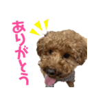 焼き菓子トイプードル（個別スタンプ：2）