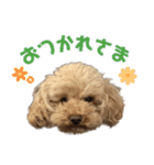 焼き菓子トイプードル（個別スタンプ：3）