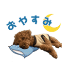 焼き菓子トイプードル（個別スタンプ：5）