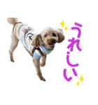 焼き菓子トイプードル（個別スタンプ：6）