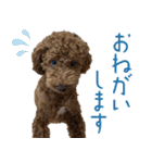 焼き菓子トイプードル（個別スタンプ：7）
