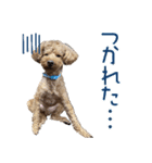焼き菓子トイプードル（個別スタンプ：8）