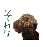 焼き菓子トイプードル（個別スタンプ：10）