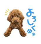 焼き菓子トイプードル（個別スタンプ：11）