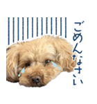 焼き菓子トイプードル（個別スタンプ：12）