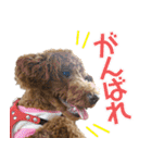 焼き菓子トイプードル（個別スタンプ：13）