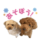 焼き菓子トイプードル（個別スタンプ：15）