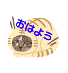みいとぅん2段（個別スタンプ：1）