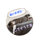 みいとぅん2段（個別スタンプ：4）