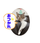 みいとぅん2段（個別スタンプ：7）