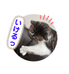 みいとぅん2段（個別スタンプ：8）