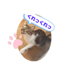 みいとぅん2段（個別スタンプ：13）