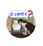 みいとぅん2段（個別スタンプ：16）