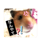 もふもふのもふでし（個別スタンプ：5）
