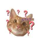ちゃんまつスタンプ⑤（個別スタンプ：1）