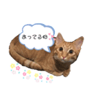 ちゃんまつスタンプ⑤（個別スタンプ：7）