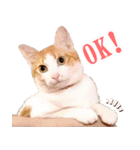 暗蔵喫茶【Killer饅頭】看板猫LINEスタンプ（個別スタンプ：1）