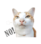 暗蔵喫茶【Killer饅頭】看板猫LINEスタンプ（個別スタンプ：2）
