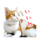 暗蔵喫茶【Killer饅頭】看板猫LINEスタンプ（個別スタンプ：3）