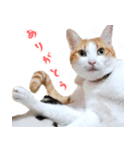 暗蔵喫茶【Killer饅頭】看板猫LINEスタンプ（個別スタンプ：4）