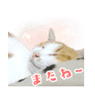 暗蔵喫茶【Killer饅頭】看板猫LINEスタンプ（個別スタンプ：5）